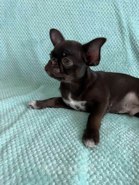 Собаки в Ижевске: Щенок чихуахуа Мальчик, 38 000 руб. - фото 3