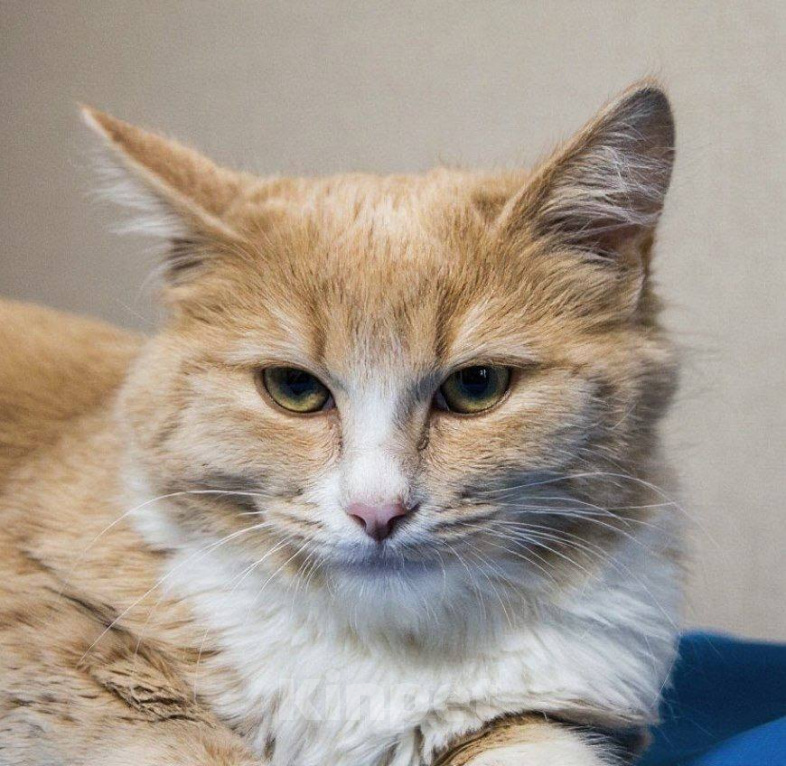 Кошки в Москве: Котенок Лир ищет дом Мальчик, Бесплатно - фото 8