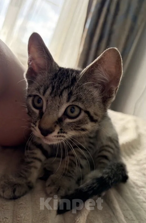 Кошки в Краснодаре: Отдам котенка в добрые руки 💕 Мальчик, Бесплатно - фото 2