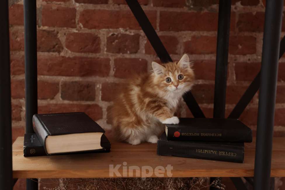 Кошки в Серпухове: Хурма Русские Цветы Курильский Бобтейл Девочка, 45 000 руб. - фото 2