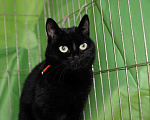 Кошки в Мытищах: Черная кошечка в дом на счастье! Девочка, 500 руб. - фото 3