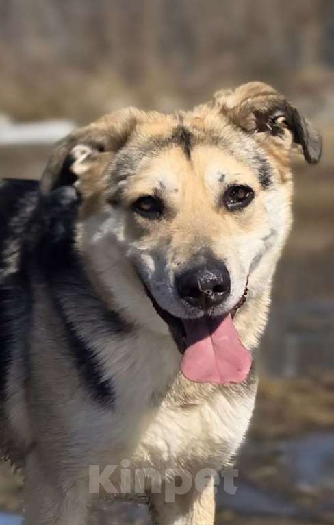 Собаки в Королеве: 1 шанс на 1000! Девочка, Бесплатно - фото 10