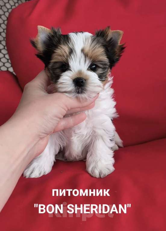 Собаки в Пушкино: Очень красивая девочка бивер Девочка, 80 000 руб. - фото 1