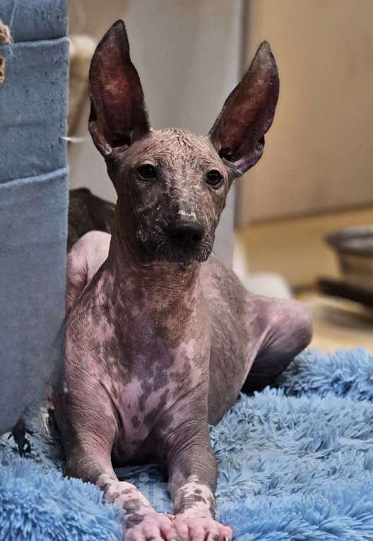 Собаки в Великом Новгороде: Девочки Ксолоитцкуинтли Стандарт  Девочка, 180 000 руб. - фото 6