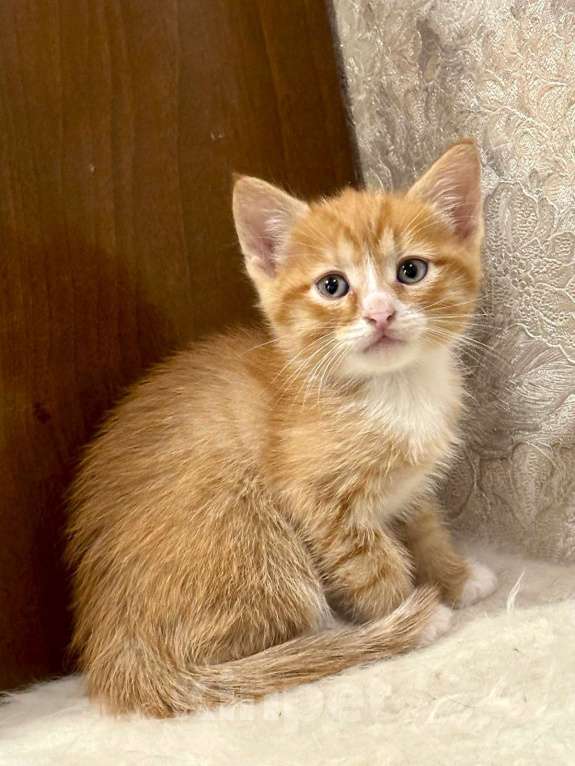 Кошки в Москве: Рыжие мальчишки. Котята 1,5 мес. в добрые руки. Мальчик, Бесплатно - фото 3