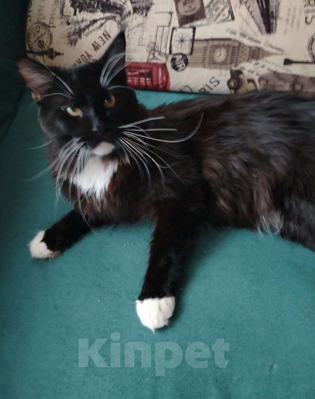 Кошки в Тюмени: Продажа Мальчик, 5 000 руб. - фото 3