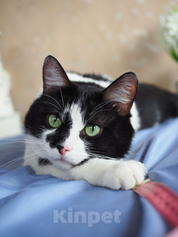 Кошки в Москве: Кот Вася в добрые руки  Мальчик, Бесплатно - фото 2