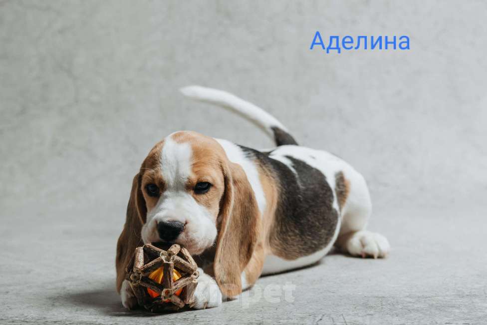 Собаки в Санкт-Петербурге: Высокопородные щенки Бигля  Девочка, 60 000 руб. - фото 2