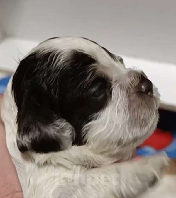 Собаки в других городах Воронежской области: Щенок американского кокер спаниеля Мальчик, 40 000 руб. - фото 2