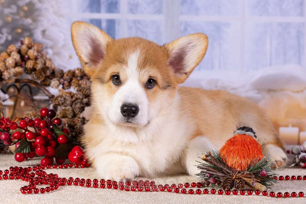 Собаки в Москве: Вита Приора Матяш к/х Мальчик, 80 000 руб. - фото 5