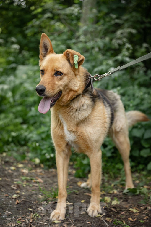 Собаки в Балашихе: Прекрасная Рокси в добрые руки Девочка, Бесплатно - фото 2