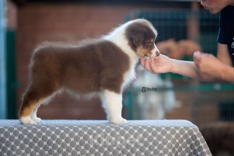 Собаки в Москве: австралийская овчарка аусси Девочка, 100 000 руб. - фото 4