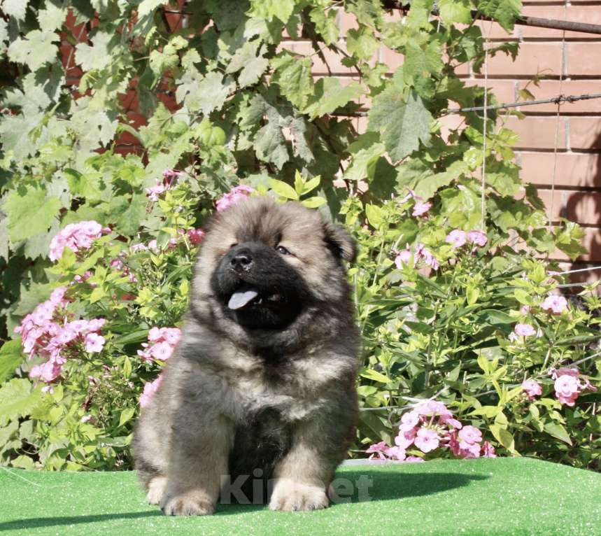 Собаки в Оренбурге: Щенок чау- Фокс Медиум Лайт  Мальчик, 80 000 руб. - фото 6