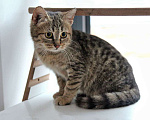 Кошки в Москве: Очаровательная Манечка, ласковый тигровый котенок ищет дом Девочка, 10 руб. - фото 5