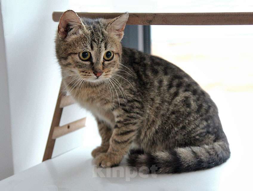 Кошки в Москве: Очаровательная Манечка, ласковый тигровый котенок ищет дом Девочка, 10 руб. - фото 5