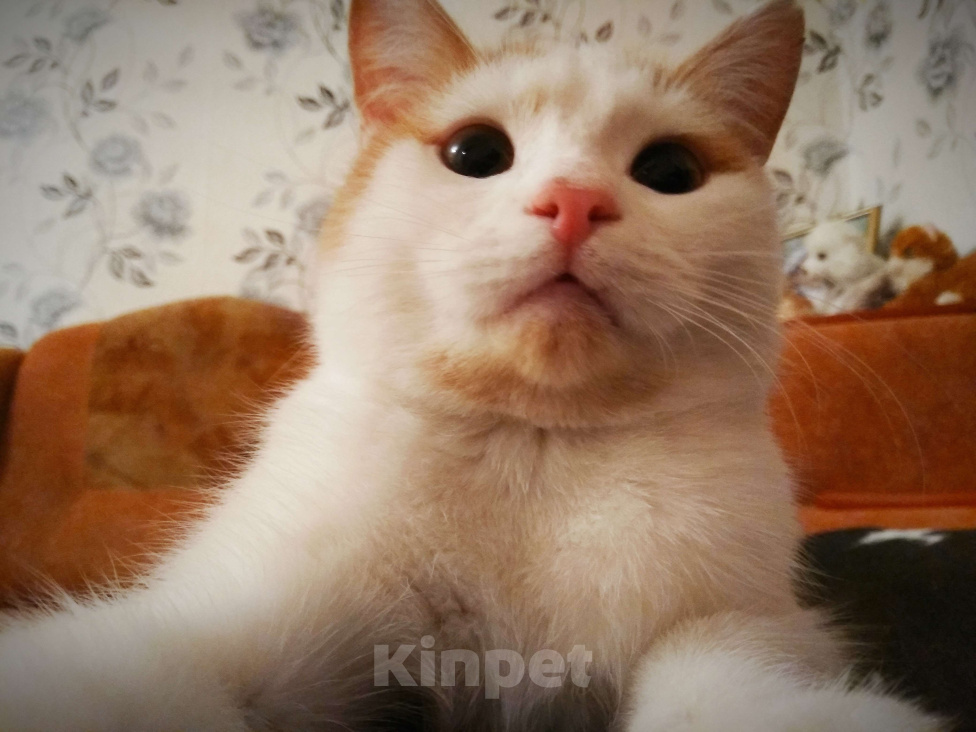 Кошки в Калининграде: Кот в добрые руки Мальчик, Бесплатно - фото 2