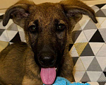 Собаки в Подольске: Шелби - умная, веселая малышка. Девочка, Бесплатно - фото 2