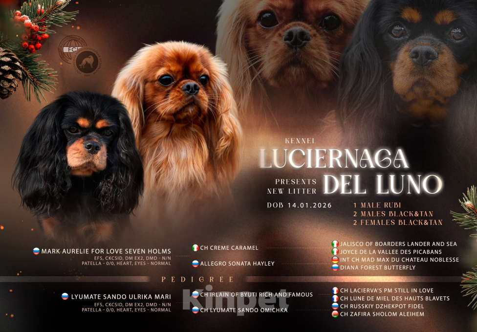 Собаки в Москве: Щенок кавалер кинг чарльз спаниель Мальчик, Бесплатно - фото 3