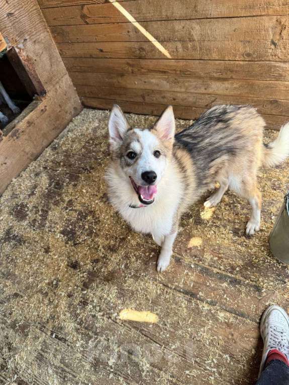 Собаки в Москве: Рокси из приюта ищет дом Девочка, Бесплатно - фото 2