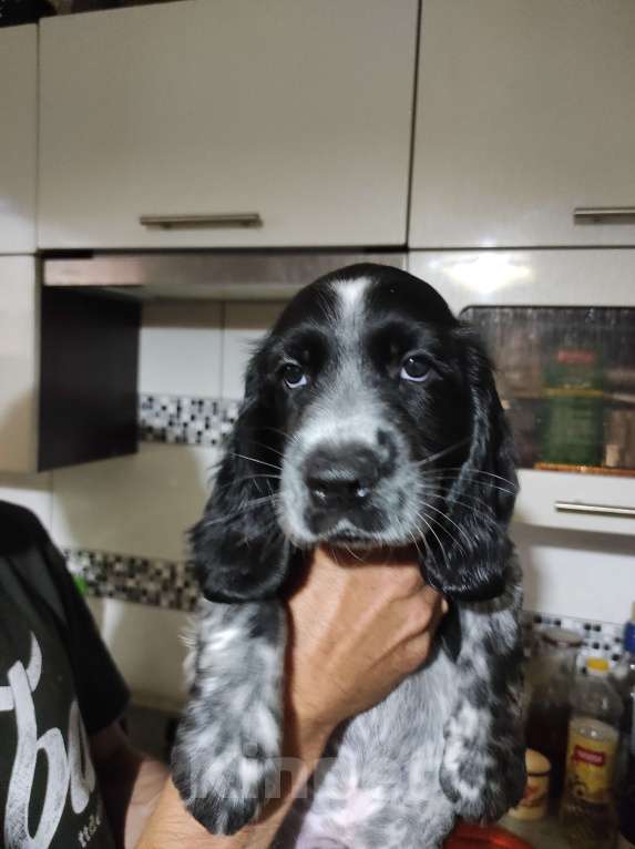 Собаки в Гурьевске: Малыш Мальчик, 14 000 руб. - фото 1