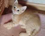 Кошки в Астрахани: Котята Разнополые, Бесплатно - фото 4