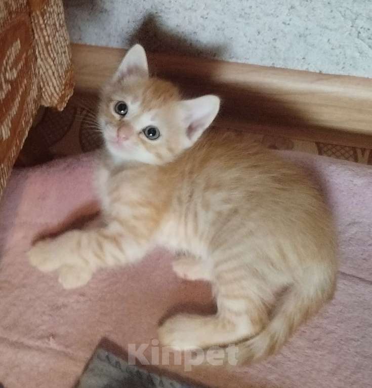 Кошки в Астрахани: Котята Разнополые, Бесплатно - фото 4