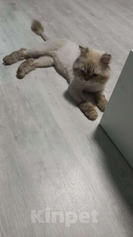 Кошки в Севастополе: Потерялся кот Мальчик, 5 000 руб. - фото 1