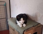 Кошки в Томске: Черно-белый котик 2 года Мальчик, Бесплатно - фото 4