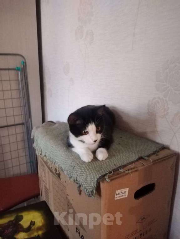 Кошки в Омске: Черно-белый котик 2 года Мальчик, Бесплатно - фото 4