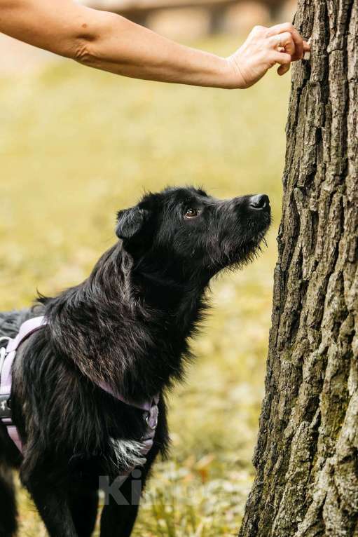 Собаки в Москве: Оскар - принц собачьего мира! Мальчик, Бесплатно - фото 10