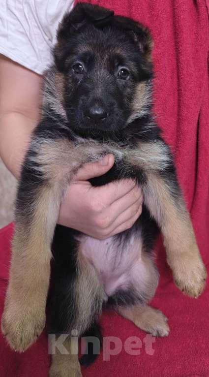 Собаки в Ростове-на-Дону: Щенки немецкой овчарки Девочка, 60 000 руб. - фото 1