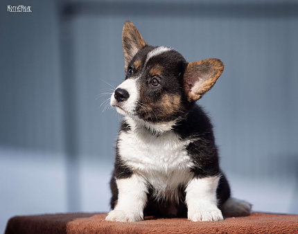 Мальчик коржик