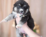 Собаки в Москве: 5 щенков от немецкой овчарки ищут дом Девочка, Бесплатно - фото 3