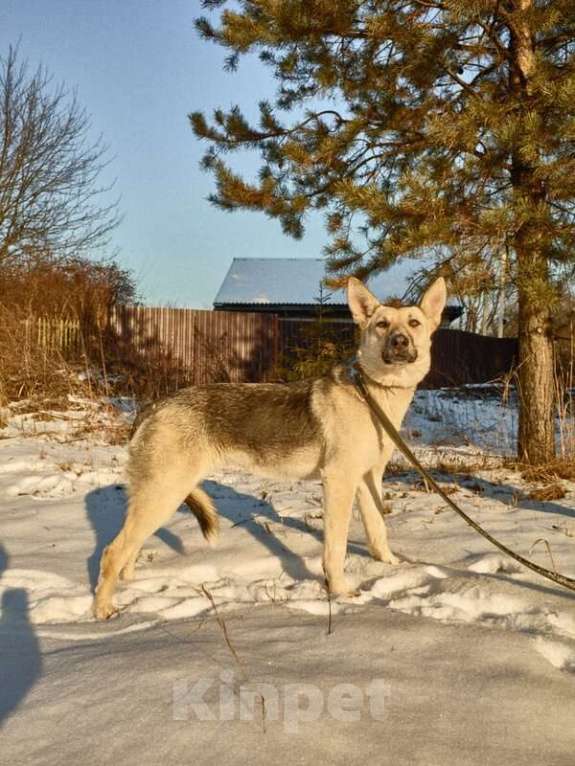 Собаки в Москве: Веста ищет дом! Девочка, Бесплатно - фото 8