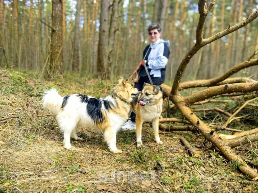 Собаки в Балашихе: Мишелька ищет дом Мальчик, Бесплатно - фото 2