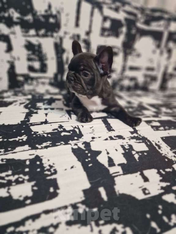 Собаки в Минеральном Воде: Щенок французского бульдога Мальчик, 20 000 руб. - фото 2