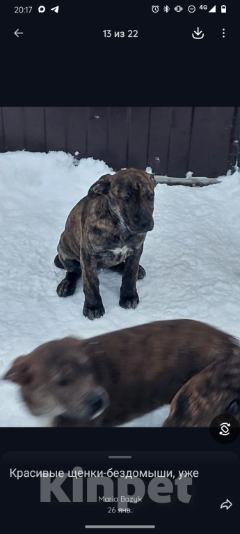 Собаки в других городах Краснодарского края: Щенки в добрые руки Девочка, Бесплатно - фото 5