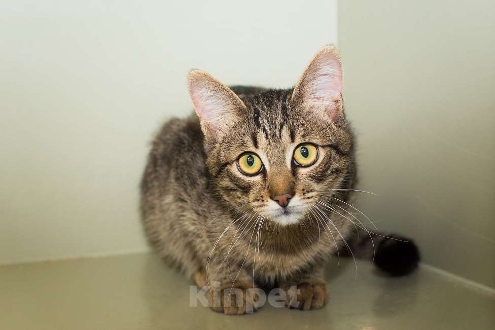 Кошки в Москве: Малыш Крендель – в самые добрые руки    Мальчик, Бесплатно - фото 6