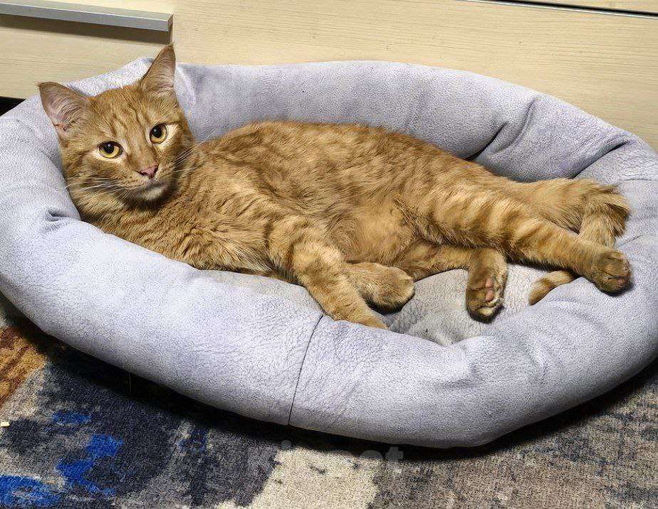 Кошки в Москве: кот Апероль ищет дом Мальчик, Бесплатно - фото 9