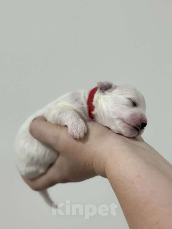 Собаки в Москве: Щенки Бишон Фризе Мальчик, 100 000 руб. - фото 2