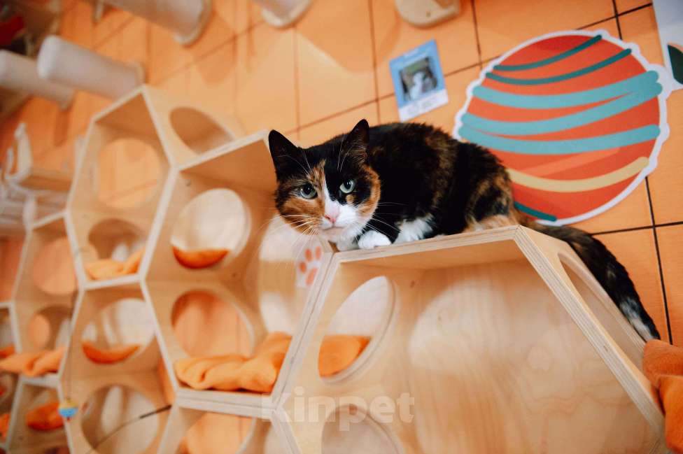 Кошки в других городах Московской области: Подарите Джули счастье Девочка, Бесплатно - фото 3