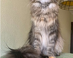 Кошки в Санкт-Петербурге: Yagoza Perfect Lynx Девочка, 25 000 руб. - фото 5