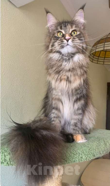 Кошки в Санкт-Петербурге: Yagoza Perfect Lynx Девочка, 25 000 руб. - фото 5