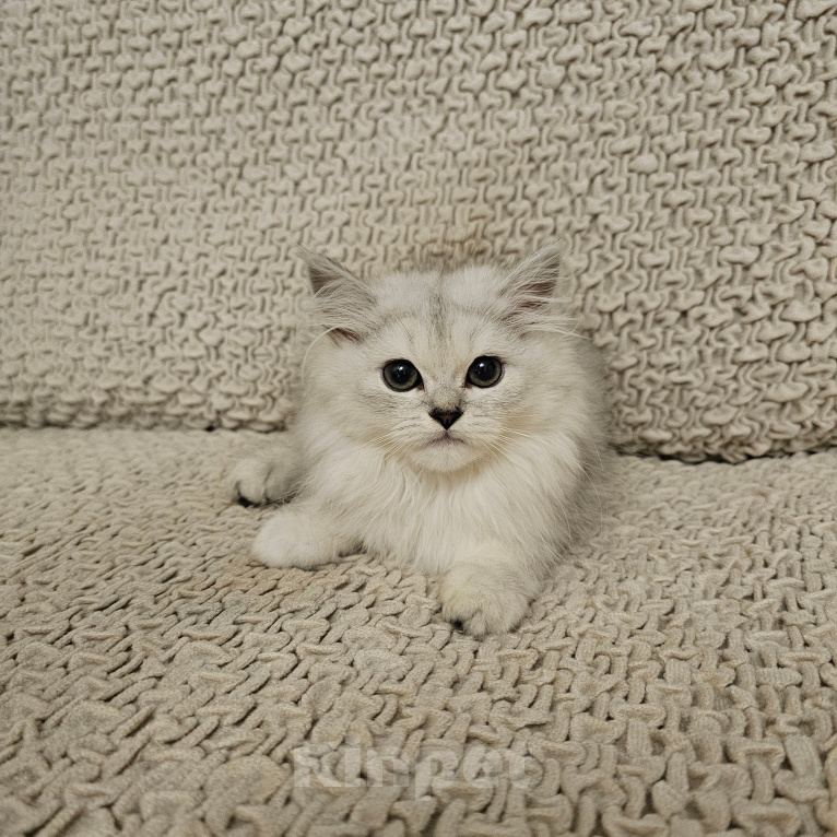 Кошки в Санкт-Петербурге: котята британские Девочка, 15 000 руб. - фото 3