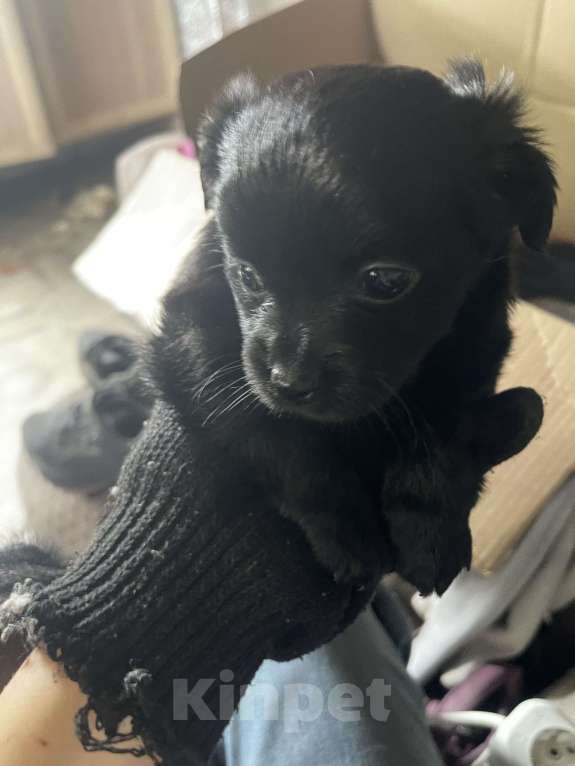 Собаки в Верее: Продаю щенков девочки метисы  Девочка, Бесплатно - фото 2