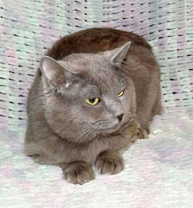 Кошки в Санкт-Петербурге: Ясон, кот-подкидыш, который всё ещё ждёт своего человека Мальчик, Бесплатно - фото 3