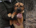 Собаки в Ногинске: Квейл ждет свою семью в приюте Мальчик, Бесплатно - фото 6