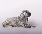 Собаки в Солнечногорске: Щенки Английского кокер-спаниеля Мальчик, 60 000 руб. - фото 6