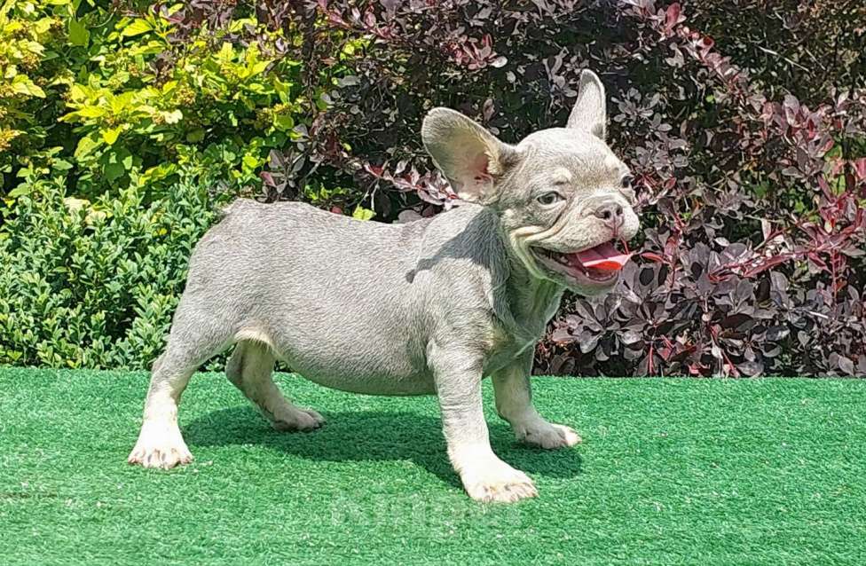 Собаки в Туле: Мальчик французского бульдога  Мальчик, 60 000 руб. - фото 3