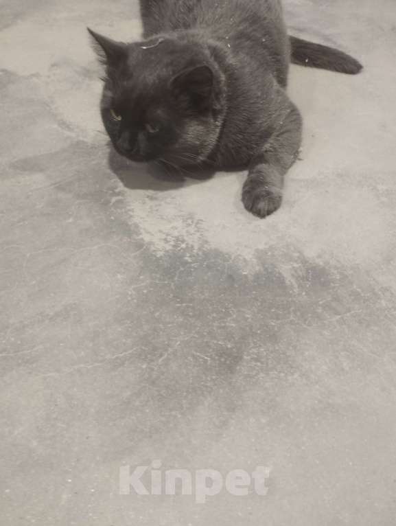 Кошки в Подольске: Кота в добрые руки Мальчик, Бесплатно - фото 4